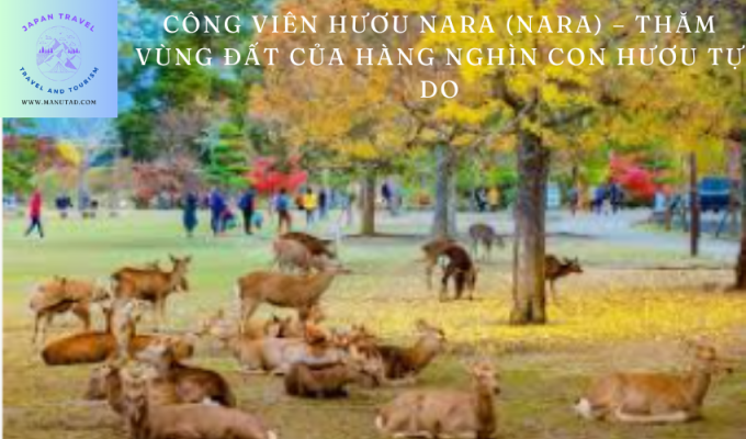 Công viên Hươu Nara (Nara) – Thăm vùng đất của hàng nghìn con hươu tự do